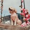 Paris Mini goldendoodle - @parisgoldendoo - Poshmark